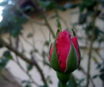 Rose Blüht