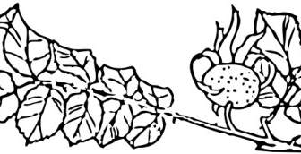 Rose Branch Clip Art
