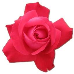 Róża Cerise