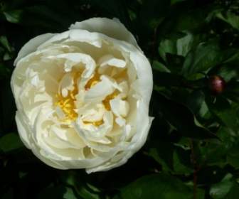rose close up flower