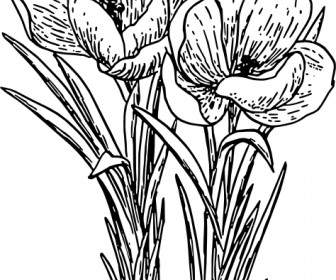Krokus Kwiat Róży Obiekty Clipart