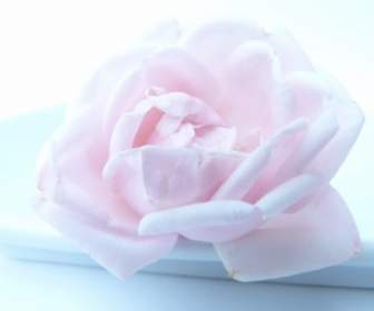 Rosa Blume, Gefroren
