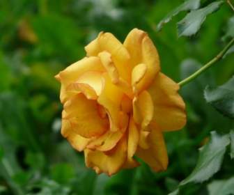 Rosa Blume Orange