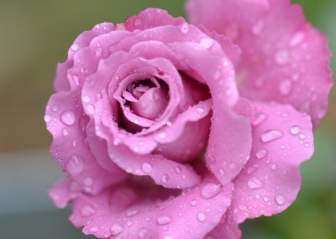 Pink Bunga Mawar