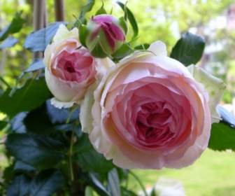 Rosa Blume Rosa
