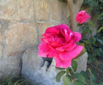 Różowy Kwiat Róży
