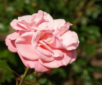 розовый цветок розы