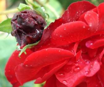 Fiore Rosa Rosso