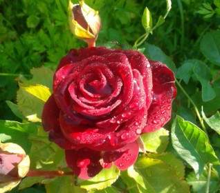 زهرة وردة روز حمراء
