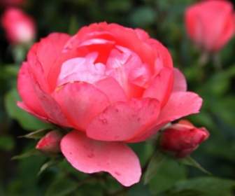 Floraciones De Rosa Rosa