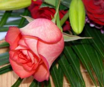 Rose Blume Rosen