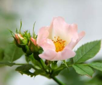 Rosas Flores Rosa