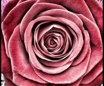 Rose Fiori Di Rosa