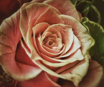 розовые цветы розы