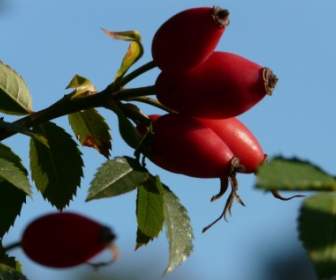 Rose Hip Fruit Sammelfrucht