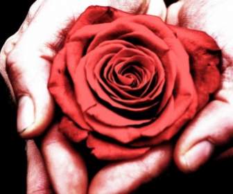 Rose In Der Hand