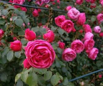 微型玫瑰玫瑰粉紅色的花