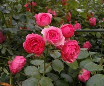 Róża Miniaturowe Róże Różowy Kwiat
