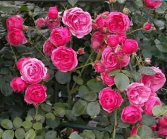 Rosas En Miniatura Rosa Rosa Flor