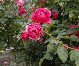 Rosas En Miniatura Rosa Rosa Flor