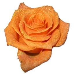 Róża Pomarańczowa