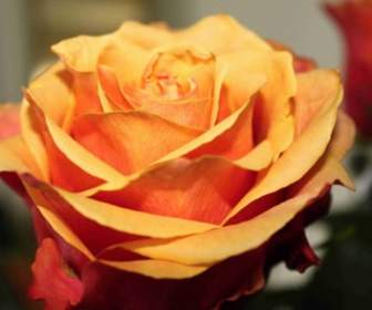 وردة الورود البرتقالية