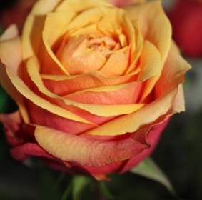 Róża Róże Pomarańczowy