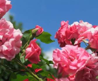 Роза розовый цветок
