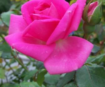 玫瑰粉红色的花