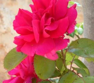 Bunga Mawar Merah Muda