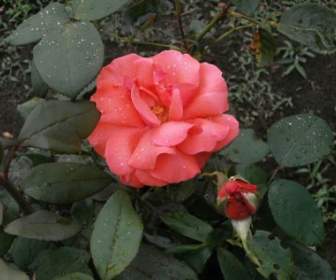 Flor Rosa Rosa Después De La Lluvia