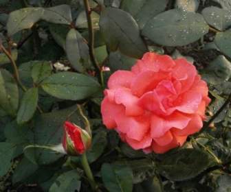 雨後的玫瑰粉紅色花