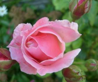 rose pink flowers