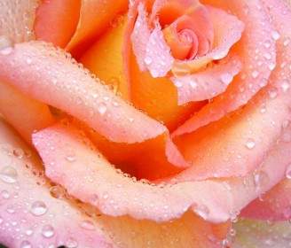 Macro Rose Rose