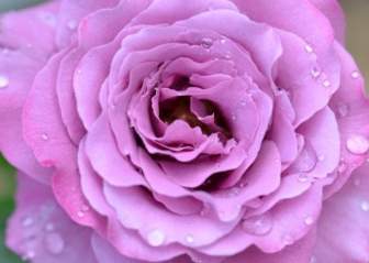 Rose Różowy ładny