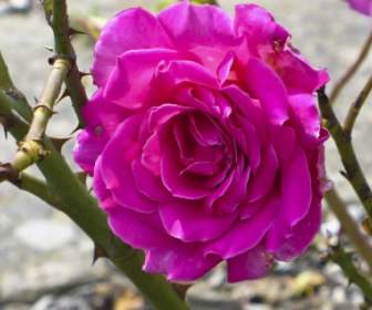 Rose Pink Thorn