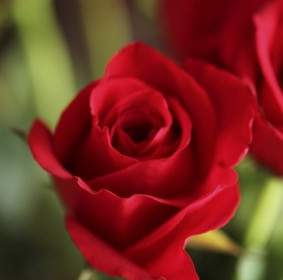 Rosa Flor Roja