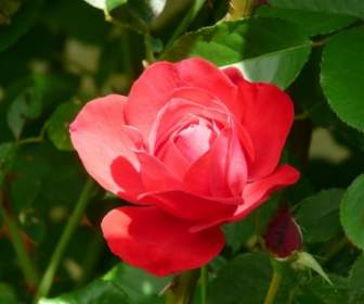Rosa Fiore Rosso