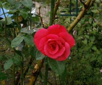 雨後的玫瑰紅色花朵