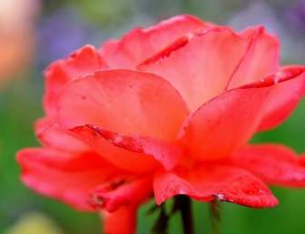 Fiori Rosa Rose Rosso