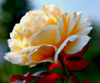 Kwiat Róża Rosaceae