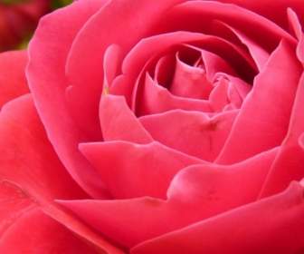 Floraison Rose Fleur Rose