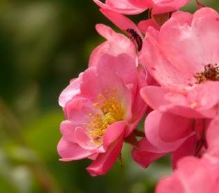زهرة وردة الورد الوردي