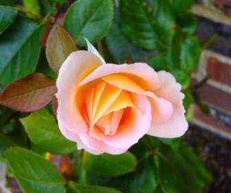 Flor De Botão De Rosa Rosa