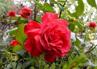 Fleurs De Roses Rose