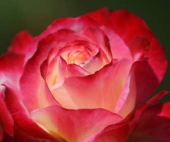 Nature Fleurs Fond D'écran Rose