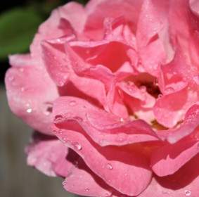 Rose With Raindrops