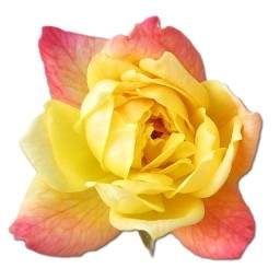 Róża żółta