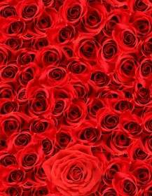Roses Background Of Highdefinition Picturep