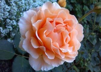 Rosas Flor Coral Rosa
